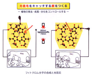 フィトクロム分子の合成と光反応